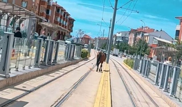 Eskişehir'de tramvay raylarında başıboş at şaşkınlık yarattı