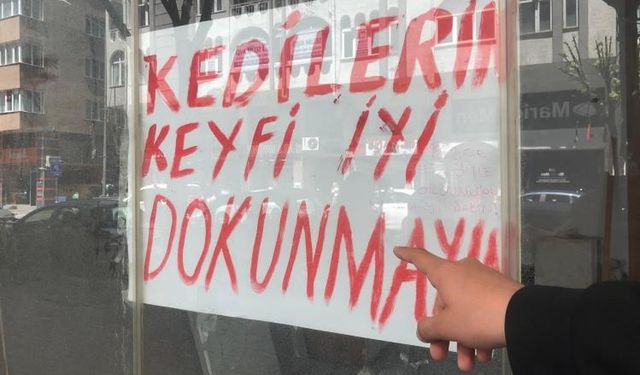 Eskişehir’de ilginç olay:  Kedili dükkan tartışması