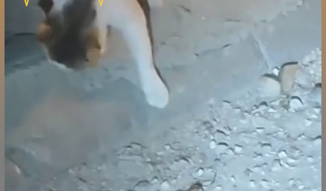 Kumlubel Mahallesi'nde 'sarıkız' paniği: Et yiyen zehirli örümceği kedi etkisiz hale getirdi