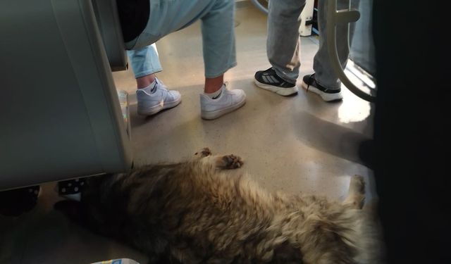 Sıcaktan bunalan köpek tramvaya sığındı