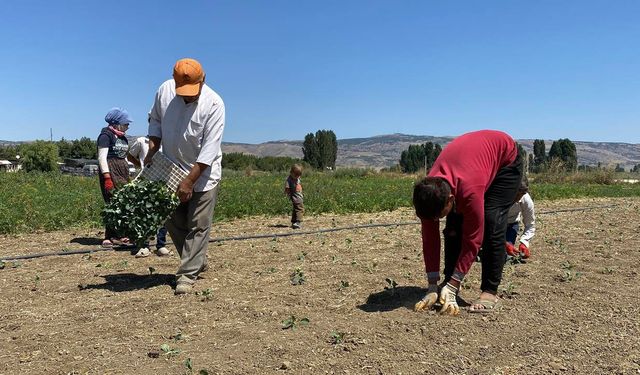 Eskişehirli çiftçinin alın teri kuraklığa ve yüksek maliyetlere yenik düştü