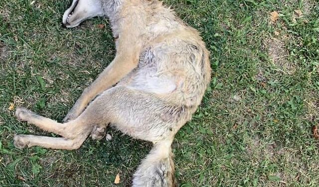 Av bölgesi olmayan mahallede tüfekle tilki vurulduğu iddiası