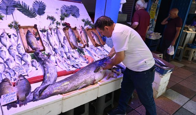 40 kiloluk yayın balığı görenlerin ilgisini çekti!