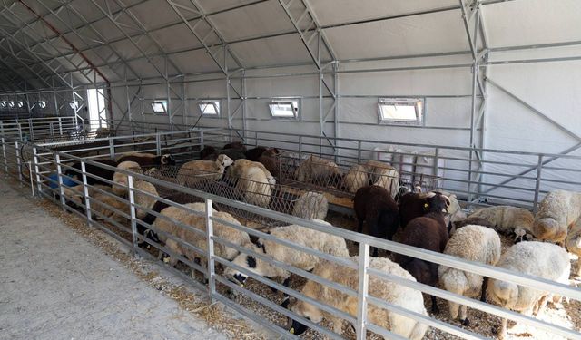 Eskişehir Büyükşehir Belediyesi Hayvan Pazarı yeniden açıldı