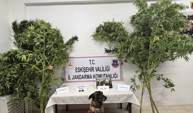 Narkotik bitki yetiştiren şahıs jandarma tarafından yakalandı