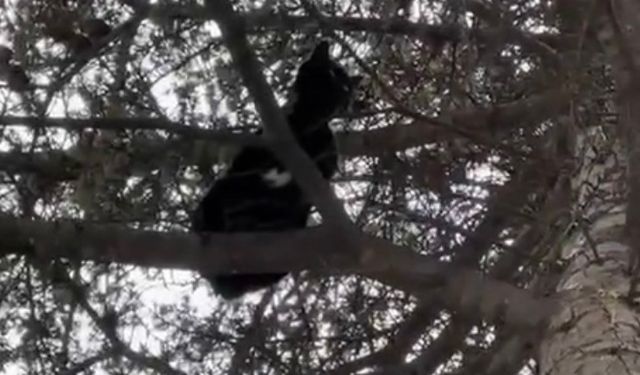 Ağaçta mahsur kalan kediyi itfaiye ekipleri kurtardı