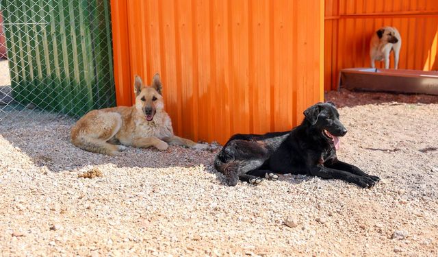 Büyükşehirden can dostlar için anlamlı çağrı