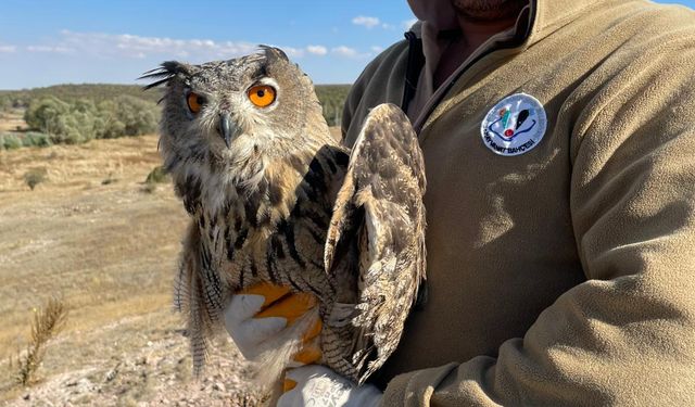 Yaralı puhu kuşu tedavisinin ardından doğaya salındı