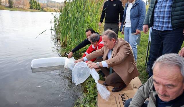 Porsuk'a 5 bin aynalı sazan bırakıldı