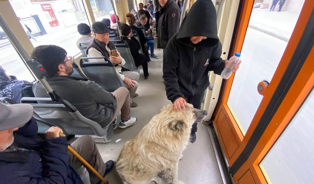 Tramvaya binen sevimli köpek ilgi odağı oldu