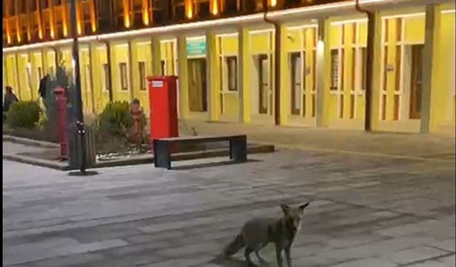 Eskişehir tren garı’nda tilki sürprizi: Yolcular gördüklerine inanamadı