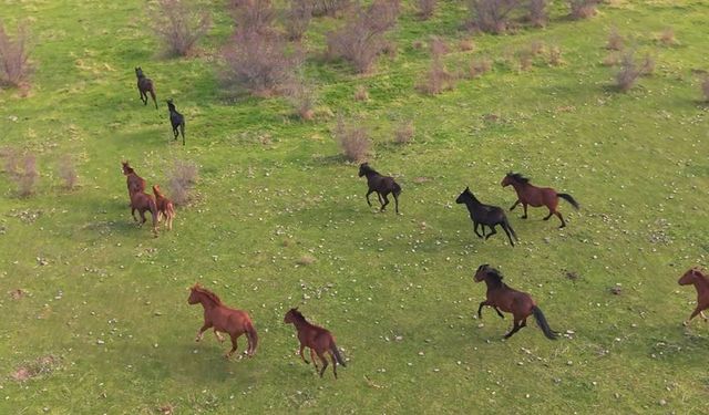 Eskişehir’deki yılkı atları havadan görüntülendi