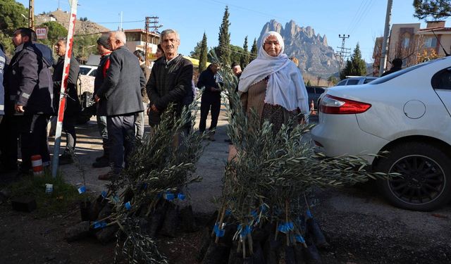 Büyükşehir Belediyesinden üreticilere zeytin fidanı desteği