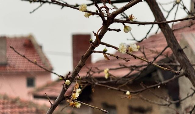 Eskişehir’de kayısı ağacı Aralık ayında çiçek açtı