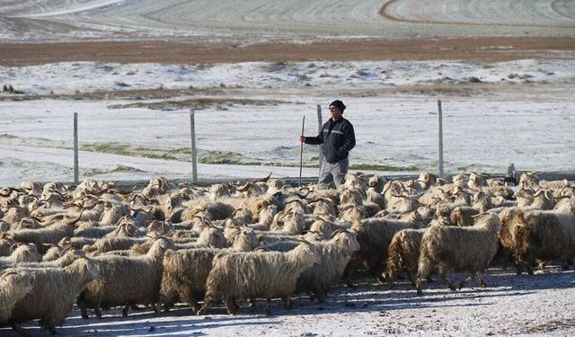 Ankara keçileri TİGEM Anadolu Tarım İşletmesi’nde koruma altında