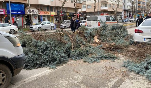 Eskişehir'de fırtına sebebiyle ağaçlar devrildi