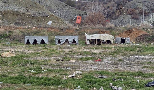 Onlarca köpek bu yuvalarda ısınıyor