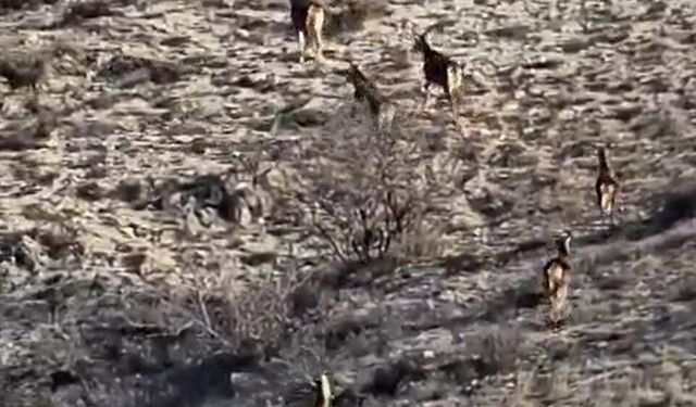 Eskişehir’de görüntülenen 8 geyik hayran bıraktı