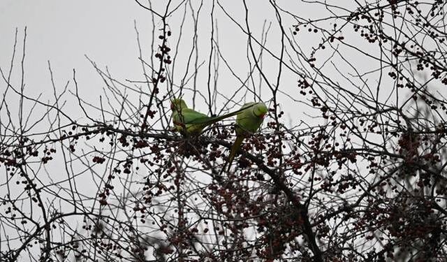 Papağanlar parkı mesken tuttu