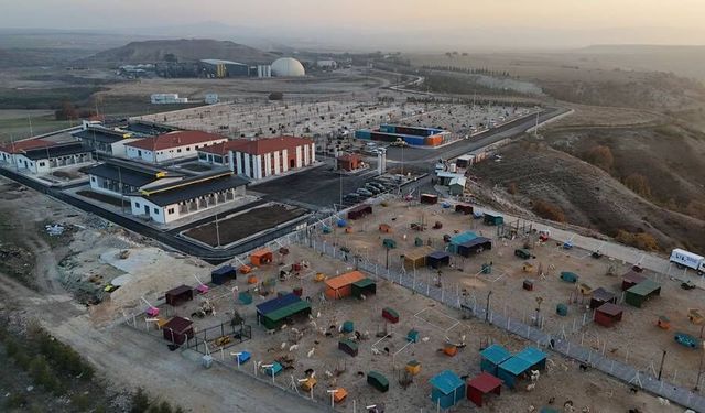 Büyükşehirden 2025’te doğaya ve can dostlara tam destek