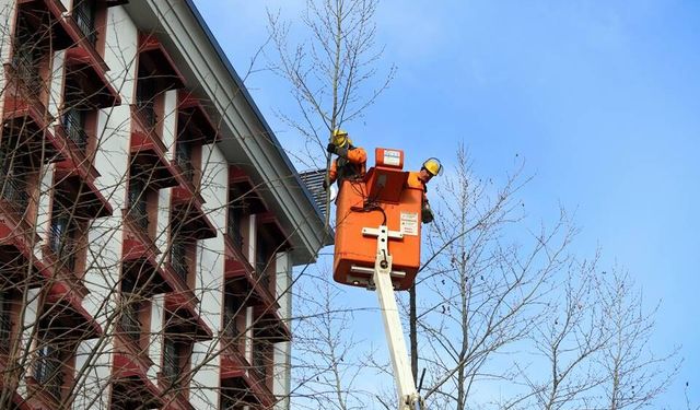 Büyükşehirden kent merkezinde kış budaması