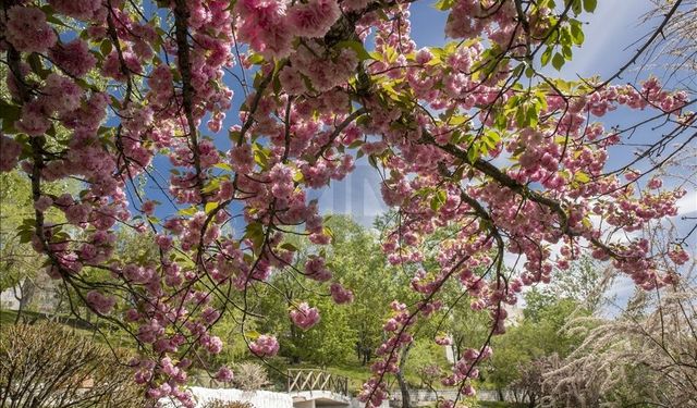 Baharın ikinci müjdecisi yolda: Cemre suya düşüyor!