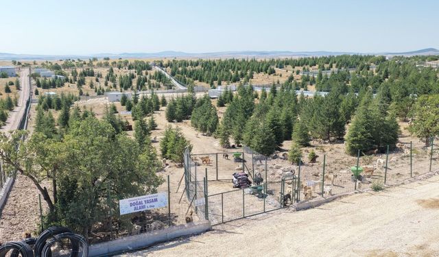 Sahipsiz hayvanlara güvenli alan: Eskişehir’de yeni tesis açıldı!