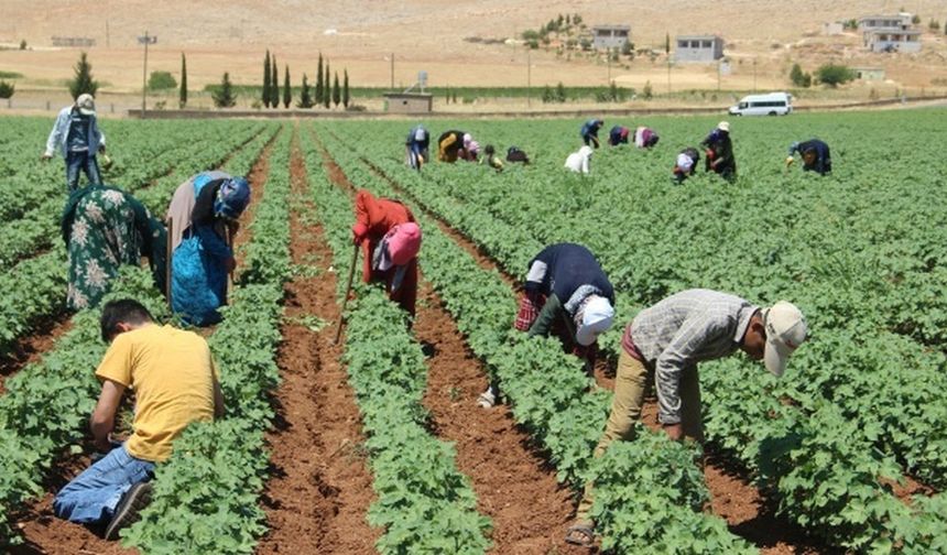 Eskişehir'deki çiftçilere tarım destekleri ödenmeye başlandı