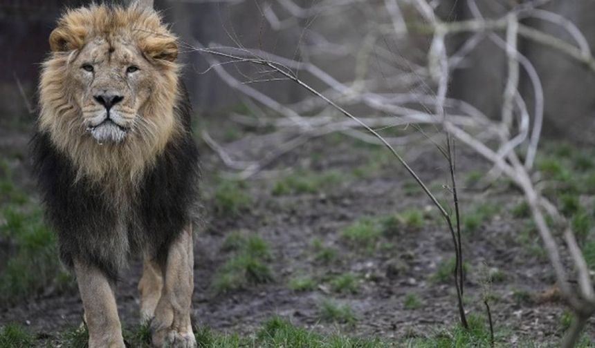 Ünlü iş insanına aslan saldırısı: Hayatını kaybetti!