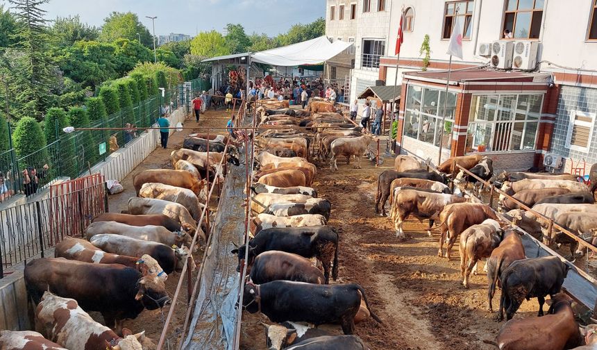 Bayrama günler kala kurban pazarlığında uçurum büyüyor