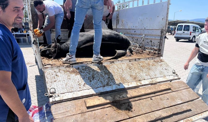 Kaçan kurbanlık haberi bu sefer Kütahya'dan geldi