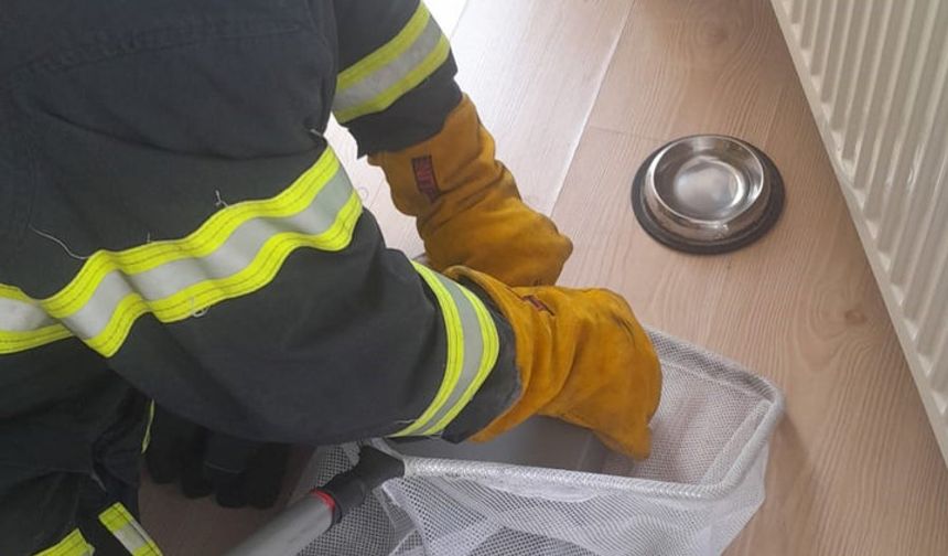Eve giren yarasa korkuttu: İtfaiye ekipleri müdahale etti