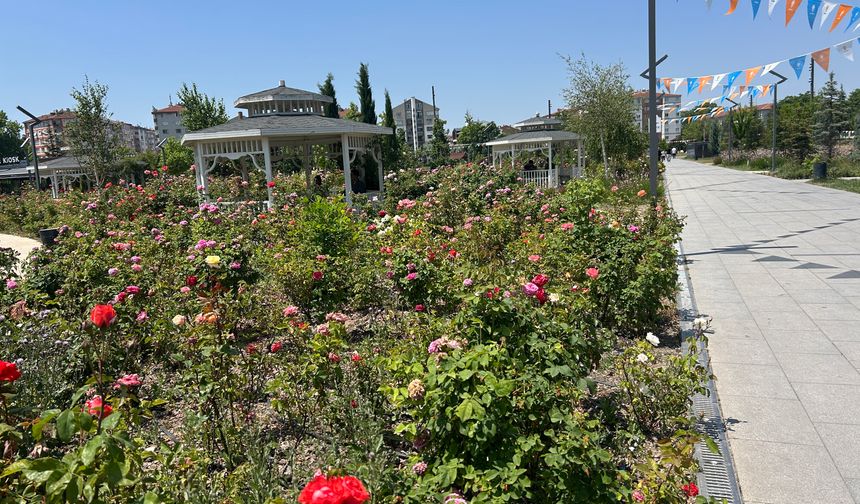 Eskişehir'deki Millet Bahçesi gül bahçesine dönüştü