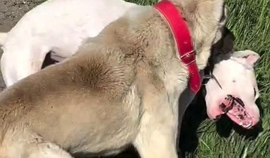 Köpeklerin dövüştürüldüğü video tepki topladı