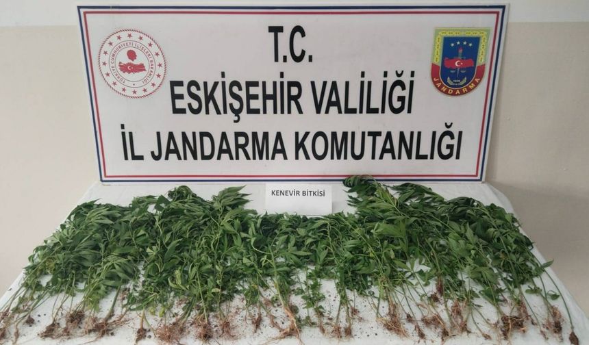 Kamu arazisine kenevir ekti, jandarma suçüstü yakaladı!