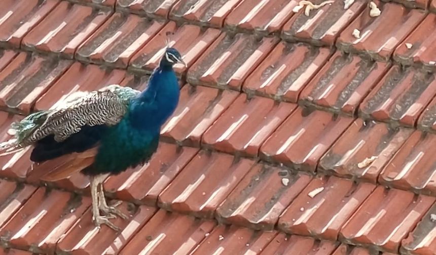 Müstakil evin çatısında tavus kuşu