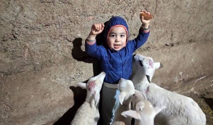 Minik Yusuf kuzuların arasında kaldı