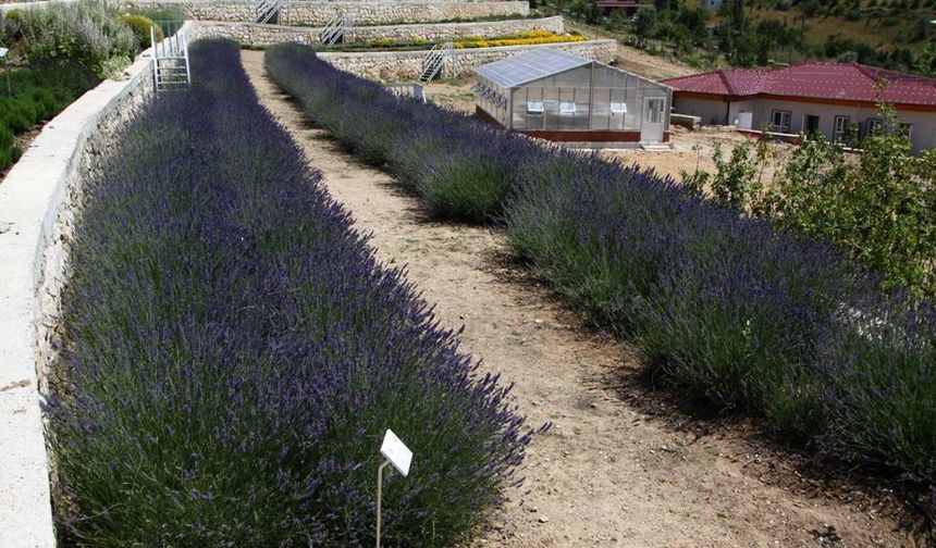 Türkiye'nin en zengin tıbbi aromatik merkezi Eskişehir'de