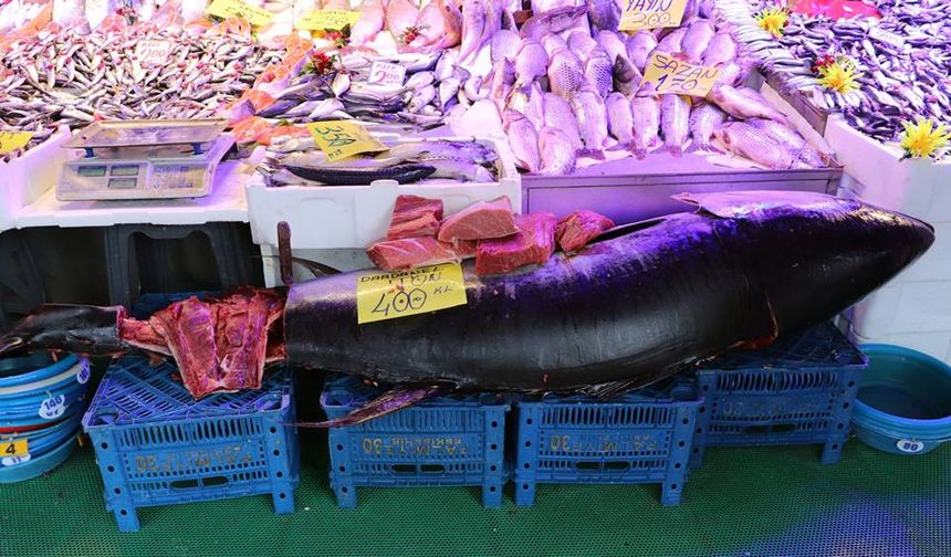 280 kiloluk orkinos vatandaşları hayrete düşürüyor