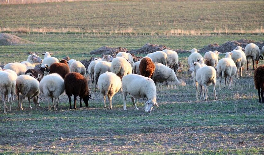 Koyunlar bu kışı kırda otlayarak geçiriyor
