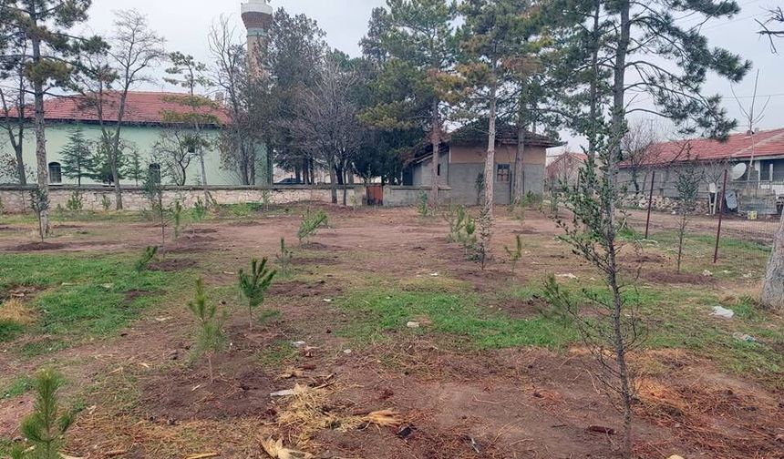 Umraniye köylüleri 300 adet fidanı okul ve camii bahçesine diktiler