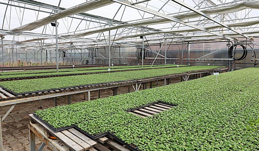 Eskişehir Büyükşehir Belediyesi binlerce çiçekle şehri süsleyecek