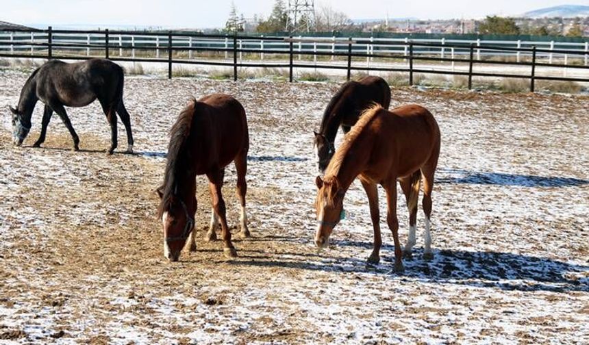 At yetiştiriciliğinin kış zorlukları