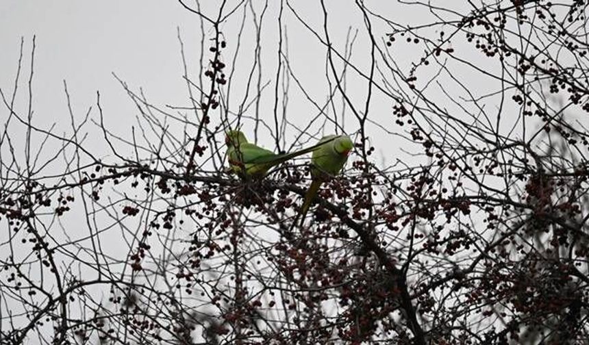 Papağanlar parkı mesken tuttu