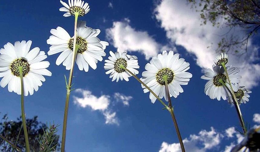 Baharın müjdecisi üçüncü cemre toprağa düştü!