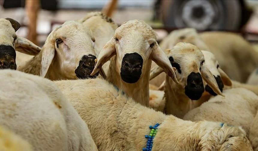 Kurban Bayramı öncesi uzmanlardan kritik dolandırıcılık uyarısı!