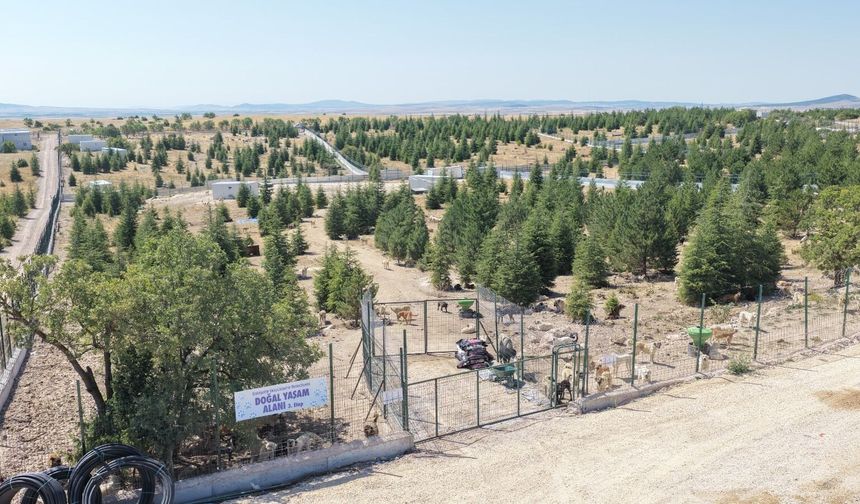 Sahipsiz hayvanlara güvenli alan: Eskişehir’de yeni tesis açıldı!